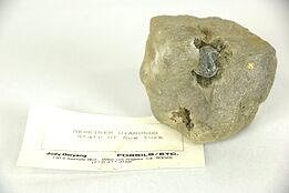 Herkimer Diamond in Dolostone, N Y State Souvenir #24161