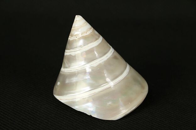 Sea Shell, Spiral with Small Chip #29397 photo