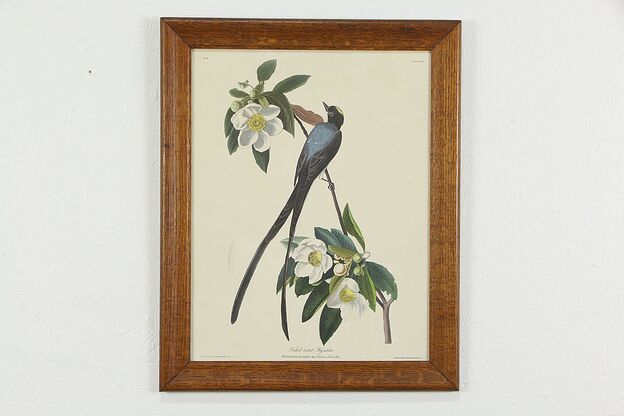 Fork Tailed Flycatcher Vintage Audubon Print Oak Frame 24" #36367 photo