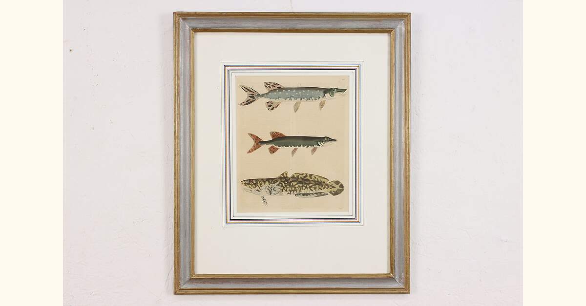 Lake Fish Antique Hand Colored German Engraving Schach 19